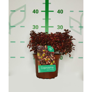 Coprosma "Inferno" ® 2L 15/20