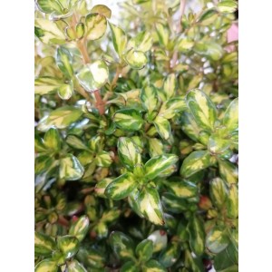 Coprosma "Lemon and Lime" ® 10L 20/25