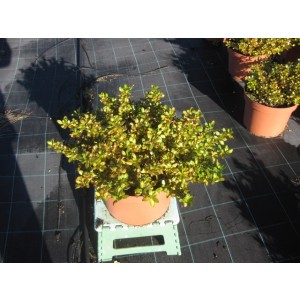 Coprosma "Lemon and Lime" ® 1.5L