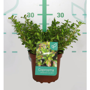 Coprosma "Lemon and Lime" 2L 15/20