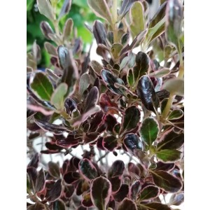 Coprosma "Pacific Dawn" 2L 15/20