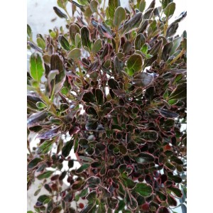 Coprosma "Pacific Dawn" 5L Deco 20/25