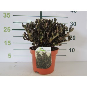 Coprosma "Pacific Night" 2L 15/20