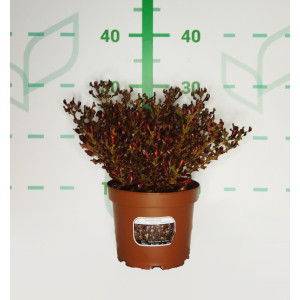 Coprosma "Pacific Sunset" ® 2L
