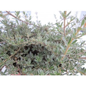 Coprosma x kirkii "Variegata" 2L 15/20