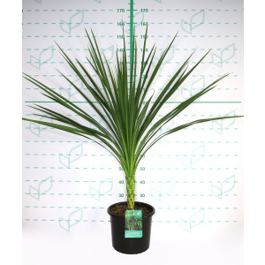 Cordyline australis 15L 100/125