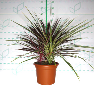 Cordyline australis 15L Deco 60/70 3 Plantas ("Red Star", "Lime Passion" y "Salsa")