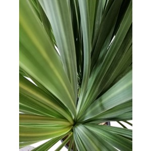 Cordyline australis 15L 2-3 Plantas 125/150