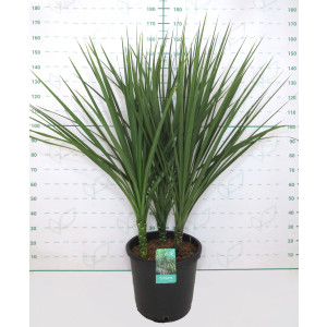 Cordyline australis 40L 3 Plantas 80/100
