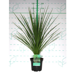 Cordyline australis 5L 50/60