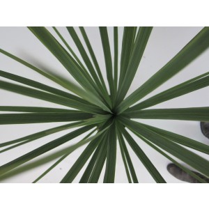 Cordyline australis 2L 40/60