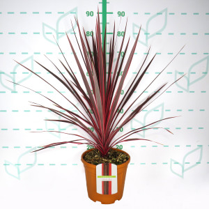 Cordyline australis "Charlie Boy" 6L 50/70