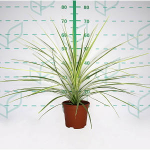 Cordyline australis "Lime Passion" 2.5L Deco 40/50