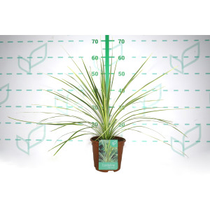 Cordyline australis "Lime Passion" 2.5L Deco 40/50
