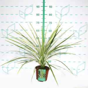 Cordyline australis "Lime Passion" ® 2.5L Deco 40/50