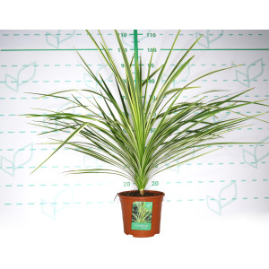Cordyline australis "Lime Passion" ® 5L 40/50
