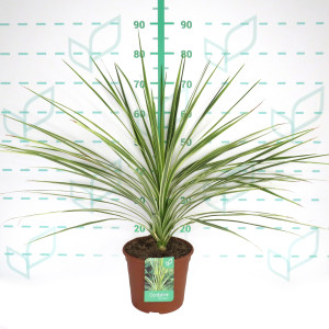 Cordyline australis "Lime Passion" ® 5L Deco 60/70