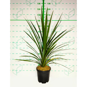 Cordyline australis "Peko" 6L 60/80