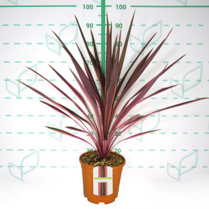 Cordyline "Pink Fire" 6L 60/80