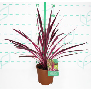 Cordyline "Pink Passion" 2.5L Deco 40/50