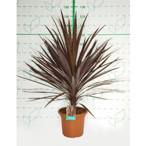Cordyline australis "Red Star" 10L 60/80