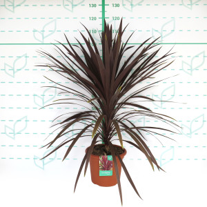 Cordyline australis "Red Star" 10L 60/80