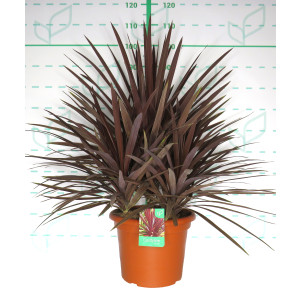 Cordyline australis "Red Star" 15L Deco 70/80 3 plantas