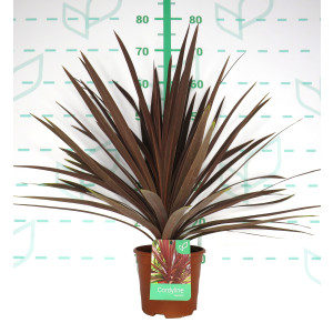 Cordyline australis "Red Star" 2.5L Deco 30/40