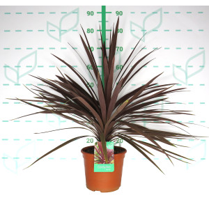 Cordyline australis "Red Star" 5L Deco 50/60