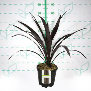 Cordyline "Renegade" 6L 50/70