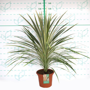 Cordyline australis "Torbay Dazzler" 10L Deco 80/90