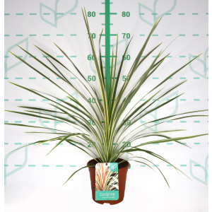 Cordyline australis "Torbay Dazzler" 2.5L Deco 50/60