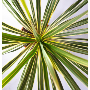 Cordyline australis "Torbay Dazzler" 2.5L Deco 50/60
