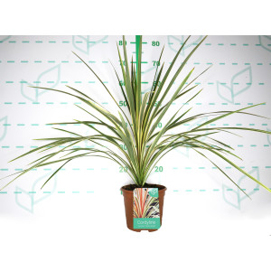 Cordyline australis "Torbay Dazzler" 2.5L Deco 50/60