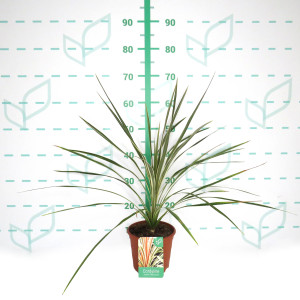 Cordyline australis "Torbay Dazzler" 2.5L Deco 50/60