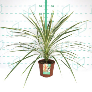 Cordyline australis "Torbay Dazzler" 5L Deco 60/70