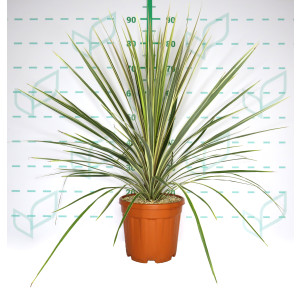Cordyline australis "Torbay Dazzler" 6L 80/100