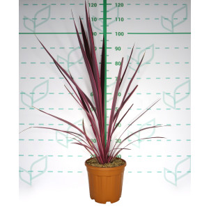 Cordyline banksii "Electric Pink" 6L 80/100