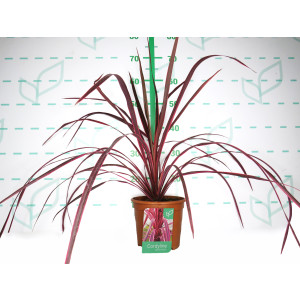 Cordyline banksii "Salsa" 2.5L Deco 50/60