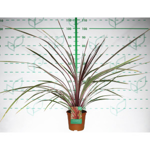 Cordyline "Can Can" 2.5L Deco 40/50