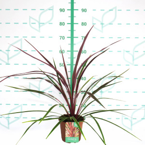 Cordyline "Can Can" 2.5L Deco 40/50
