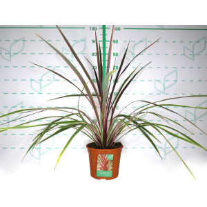 Cordyline "Can Can" 5L Deco 70/80