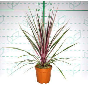 Cordyline "Can Can" 6L 60/80