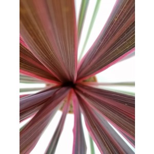 Cordyline "Can Can" 5L Deco 70/80