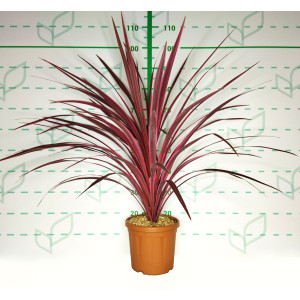 Cordyline "Cherry Sensation" 6L 60/80