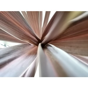 Cordyline banksii "Electric Pink" 6L 80/100