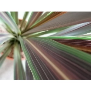 Cordyline banksii "Electric Star" 6L 80/100