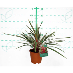 Cordyline australis "Magic Star" 2.5L Deco 40/50