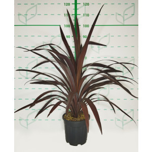 Cordyline obtecta Superstar 6L 80/100