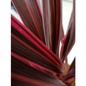 Cordyline "Pink Fire" 6L 60/80